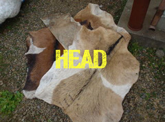 HEAD